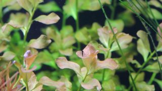 ルドウィジア　オバリス